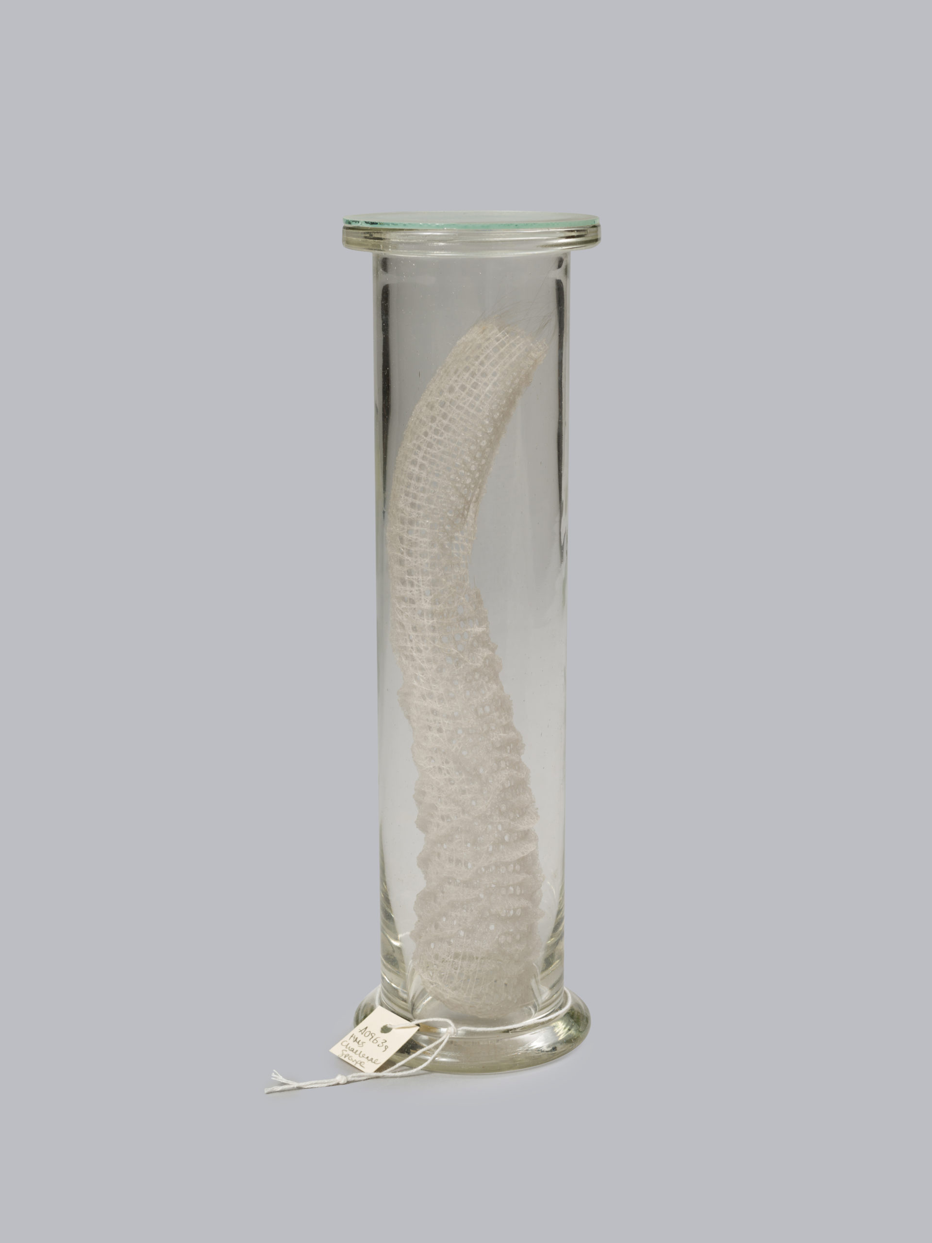 siliceous sponge image