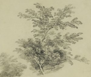 Image of 'Study of Trees'